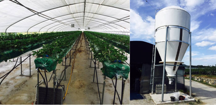 한국서부발전의 낙원농가 딸기재배 현장. 오른쪽은 목재팰릿 사이로.