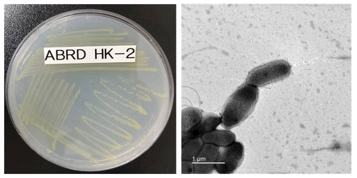 프탈레이트 분해활성이 우수한 미생물 노보스핑고비움 플루비(ABRDHK-2) 사진. (왼쪽: 확대 전, 오른쪽: 확대 후). [자료:국립낙동강생물자원관]