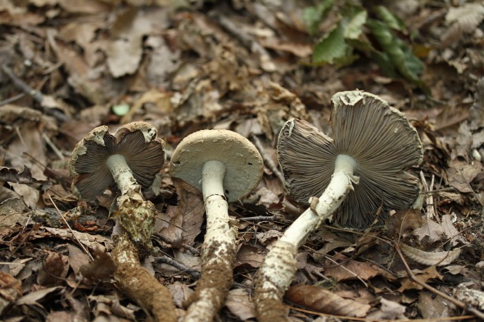 갈색주름광대버섯(제공:국립수목원)