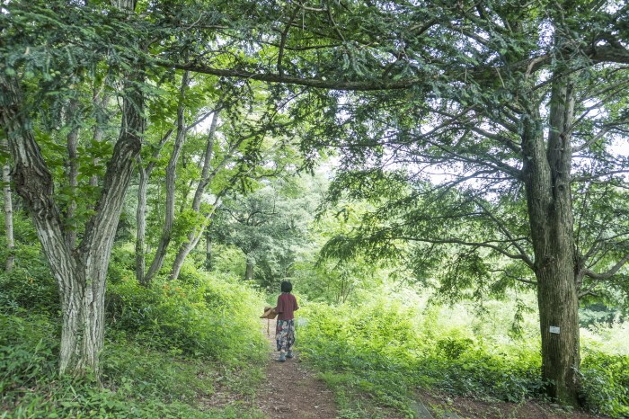 걷기좋은 비자나무숲 산책로(제공:한국관광공사)
