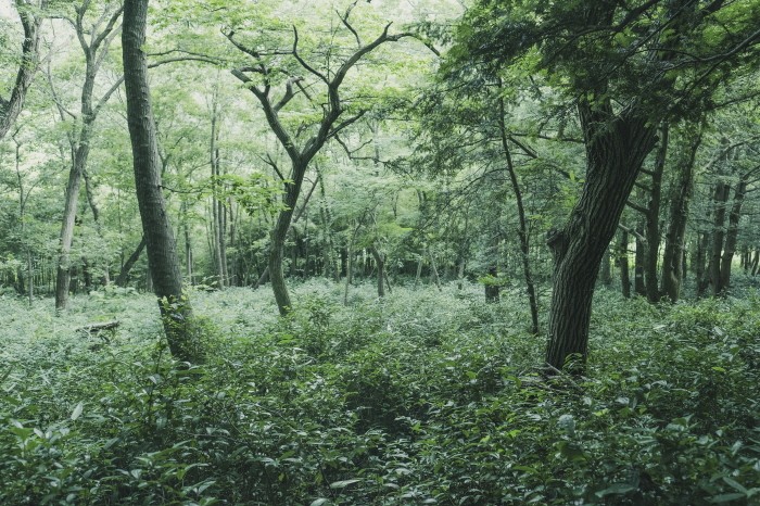 비자나무숲에 들어선 차밭(제공:한국관광공사)