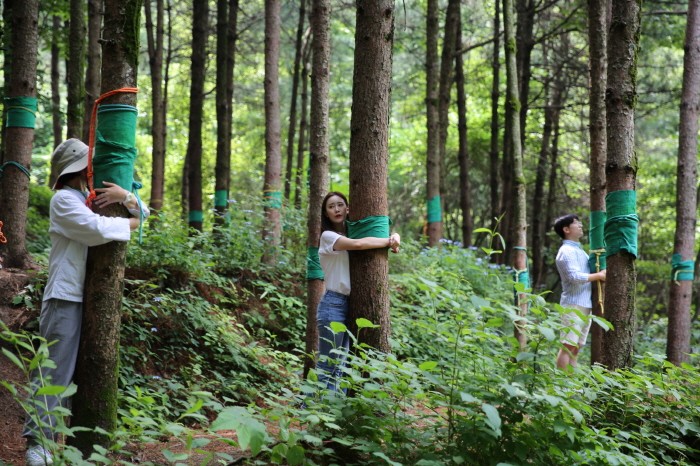 국립산림치유원 산림치유프로그램 잣나무 숲길(제공:산림청)