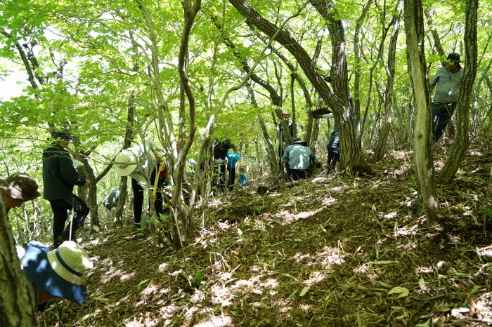 어린 구상나무 복원식재(제공:국립산림과학원)