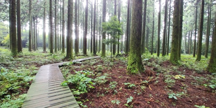 대한민국 명품 숲이 있는 한남연구시험림 내 탐방구간 삼나무전시림(제공:국립산림과학원)