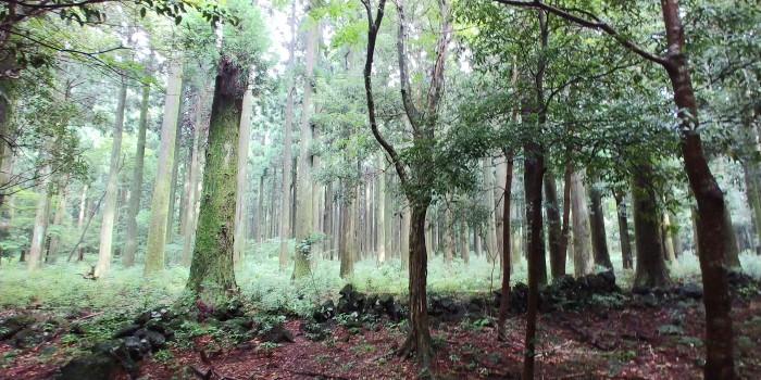 신비스러운 한남 숲(제공:국립산림과학원)