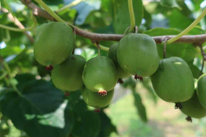 토종다래 '오텀센스' 열매