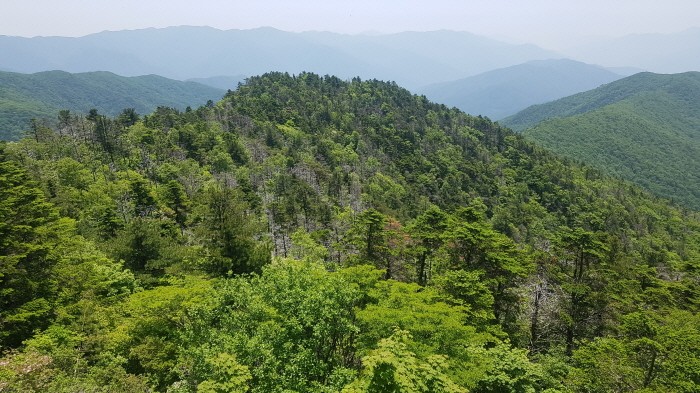 지리산 구상나무(제공:국립산림과학원)