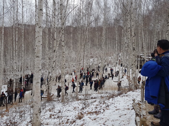겨울 인제 자작나무 숲을 즐기는 관광객들(제공:국립산림과학원)