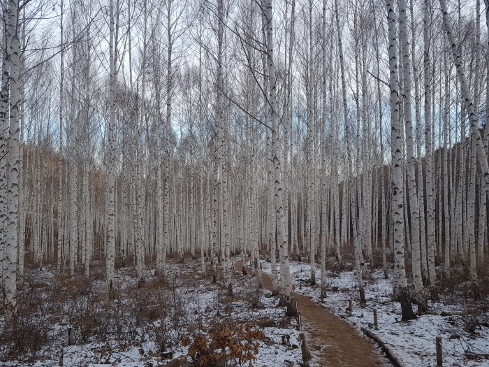겨울 인제 자작나무 숲 경관(제공:국립산림과학원)