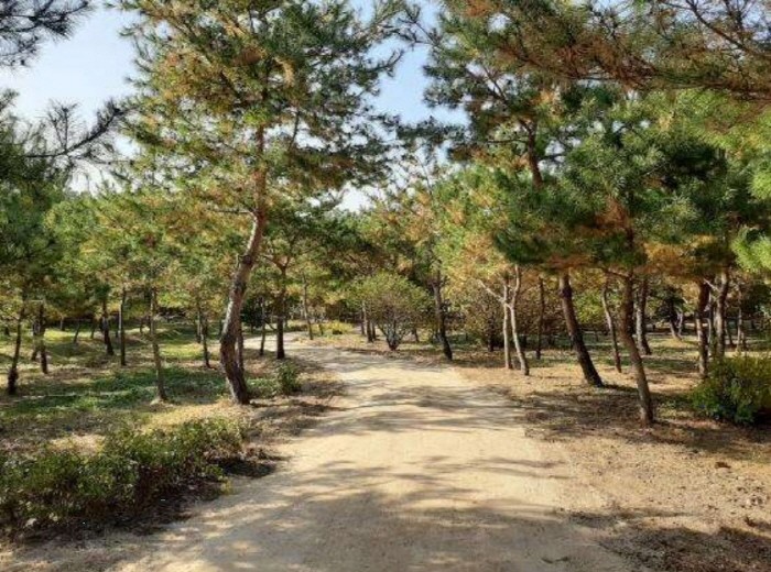 서울 의릉 ‘소나무 산책길’(제공:문화재청)