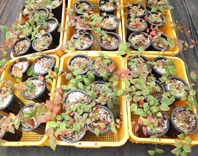 정금나무 포트묘 생산(제공:국립산림과학원)