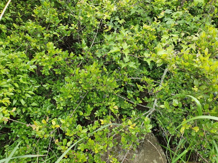 상동나무(제공:국립산림과학원)