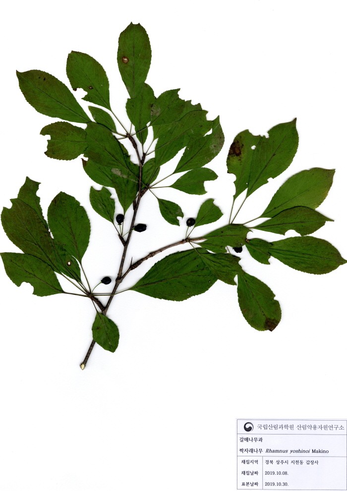 짝자래나무 표본 사진(제공:국립산림과학원)