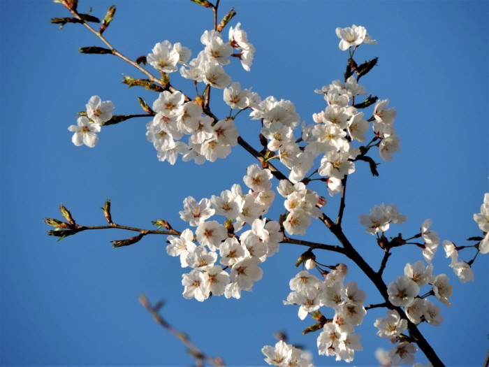 올벚나무(제공:국립수목원)