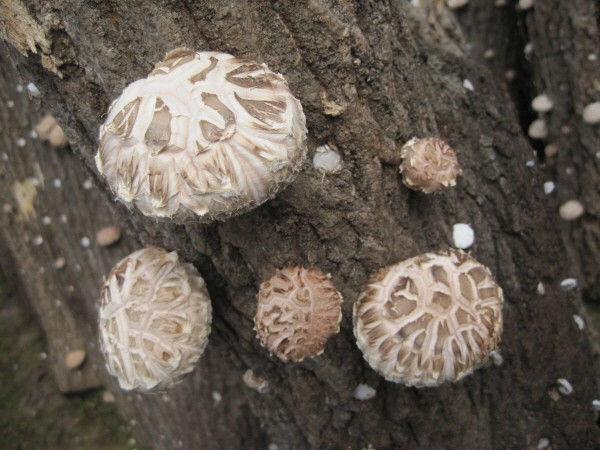 국립산림과학원은 표고버섯의 국산 품종 보급을 높이기 위헤 노력하고 있다고 밝혔다. 사진은 보급품종인 백화향(사진=국립산림과학원)