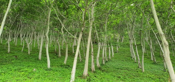 월아시험림 푸조나무림(사진=산림청_