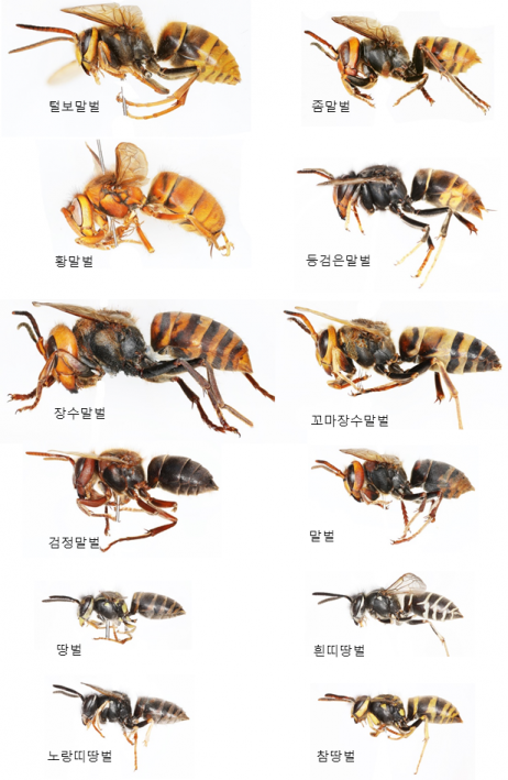 국내 분포하는 주요 말벌 종류(자료=환경부)