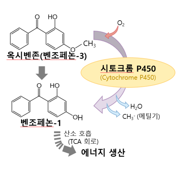 시토크롬P450 효소에 의한 옥시벤존의 산화과정(자료제공=국립납동강생물자원관)